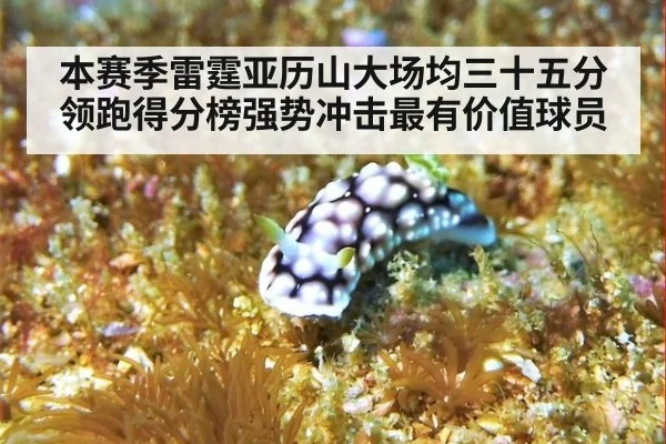 本赛季雷霆亚历山大场均三十五分领跑得分榜强势冲击最有价值球员
